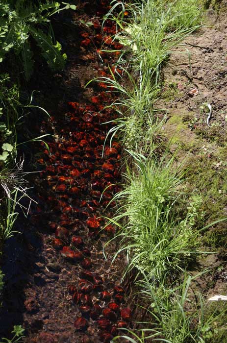 Kastanien im Wasserlauf, Gran Canaria